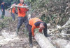 BPBD OKU Selatan Evakuasi Pohon Tumbang di Jalan Jagaraga