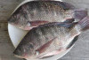 8 Jenis Ikan yang Bagus untuk Ibu Hamil, Kaya Nutrisi dan Aman untuk Janin