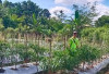 Polsek Kisam Tinggi Bantu Warga Rawat Kebun Cabai, Dukung Ketahanan Pangan