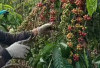 Harga Kopi OKU Selatan Stabil, Jaga Kualitas Petani Andalkan Petik Merah