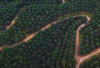 Kebun Agrinas