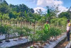 Dukung Ketahanan Pangan Lewat Pendampingan Kebun Cabai Warga