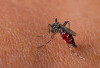 Demam Berdarah Dengue: Ancaman yang Mengintai