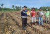 Bhabinkamtibmas Muaradua Inisiasi Kebun Jagung untuk Perkuat Ketahanan Pangan