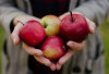 7 Alasan Mengapa Apel Menjadi Buah Favorit untuk Program Diet